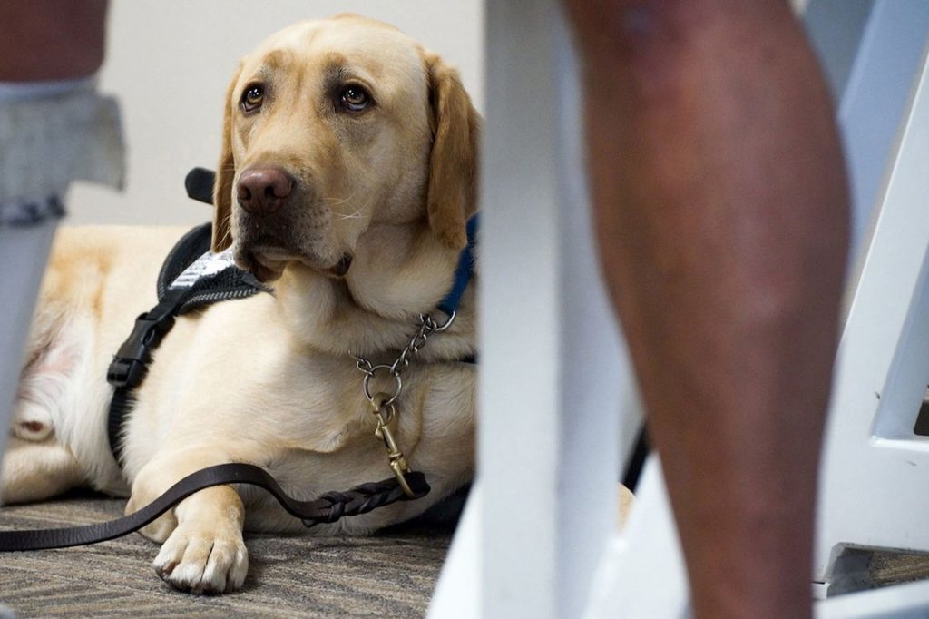 Emotional Support Animal Letter